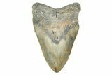 Fossil Megalodon Tooth - North Carolina #371653-1